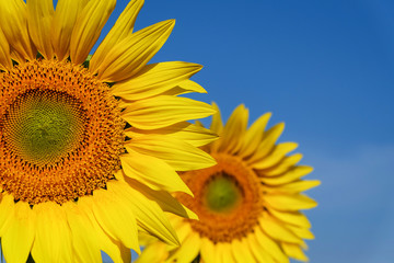Fototapeta premium Beautiful sunflower