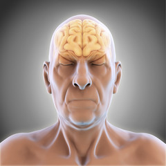Elderly Male Brain Anatomy