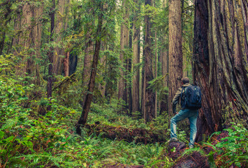 Redwood Hiking