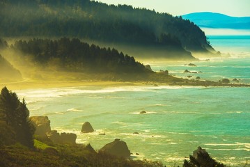 Redwood Pacific Coast © Tomasz Zajda
