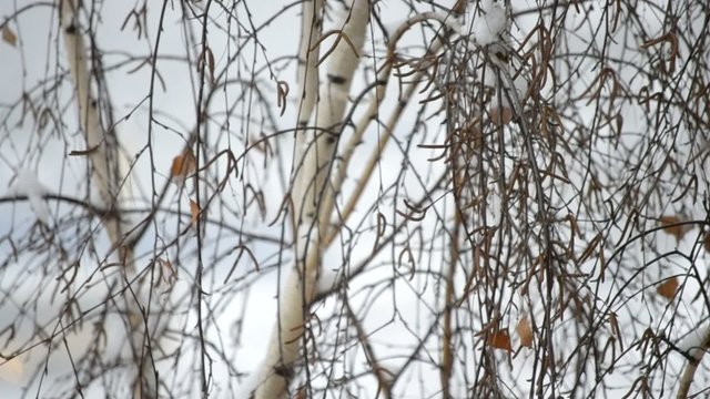 Snow falling on background of leafless birch tree in winter