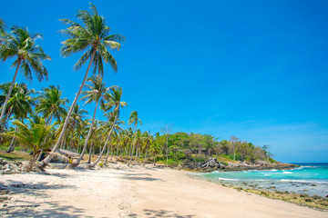 Palm trees over beautiful tropical white sand beach
