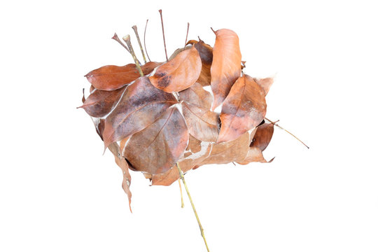 Fototapeta ant nest of dry leaf