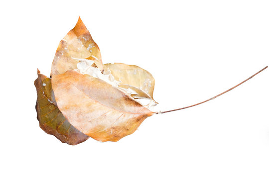 Fototapeta ant nest of dry leaf on top wood