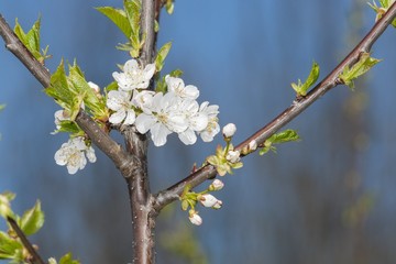 blackthorn-Prunus spinosa