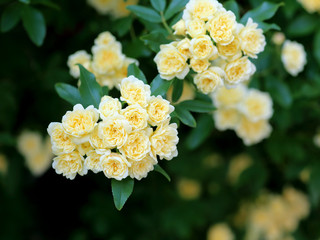 モッコウバラの黄色い花