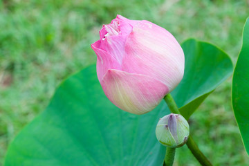 pink lotus flower