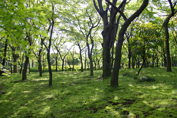 北の丸公園の新緑