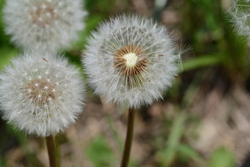 Fototapeta premium 胞子