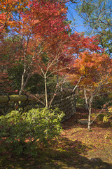 Fototapeta na wymiar 秋の京都の紅葉