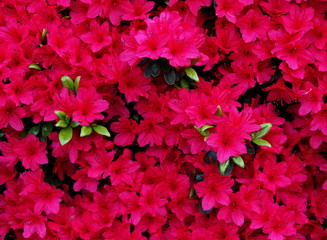 キリシマツツジ