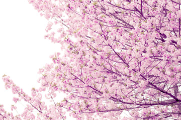 Obraz na płótnie Canvas cherry Blossoms or Pink Sakura.
