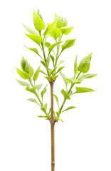 Fototapeta premium Plant