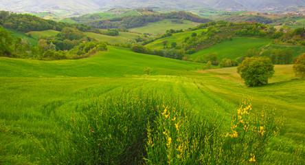 Fototapeta premium Zona di campagna marchigiana in primavera