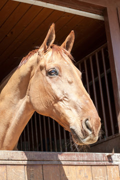 Thoroughbred champagne color horse portrait. Outdoors image.