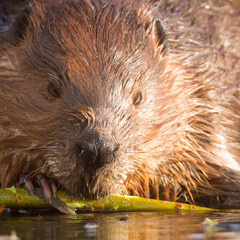beaver