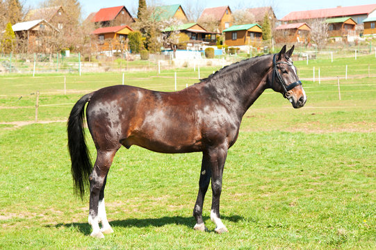 Purebred standing stallion. Exterior image.