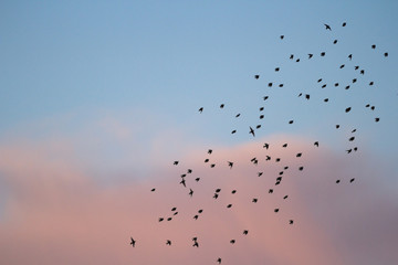birds