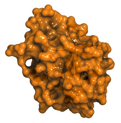Basic fibroblast growth factor (bFGF) molecule. 