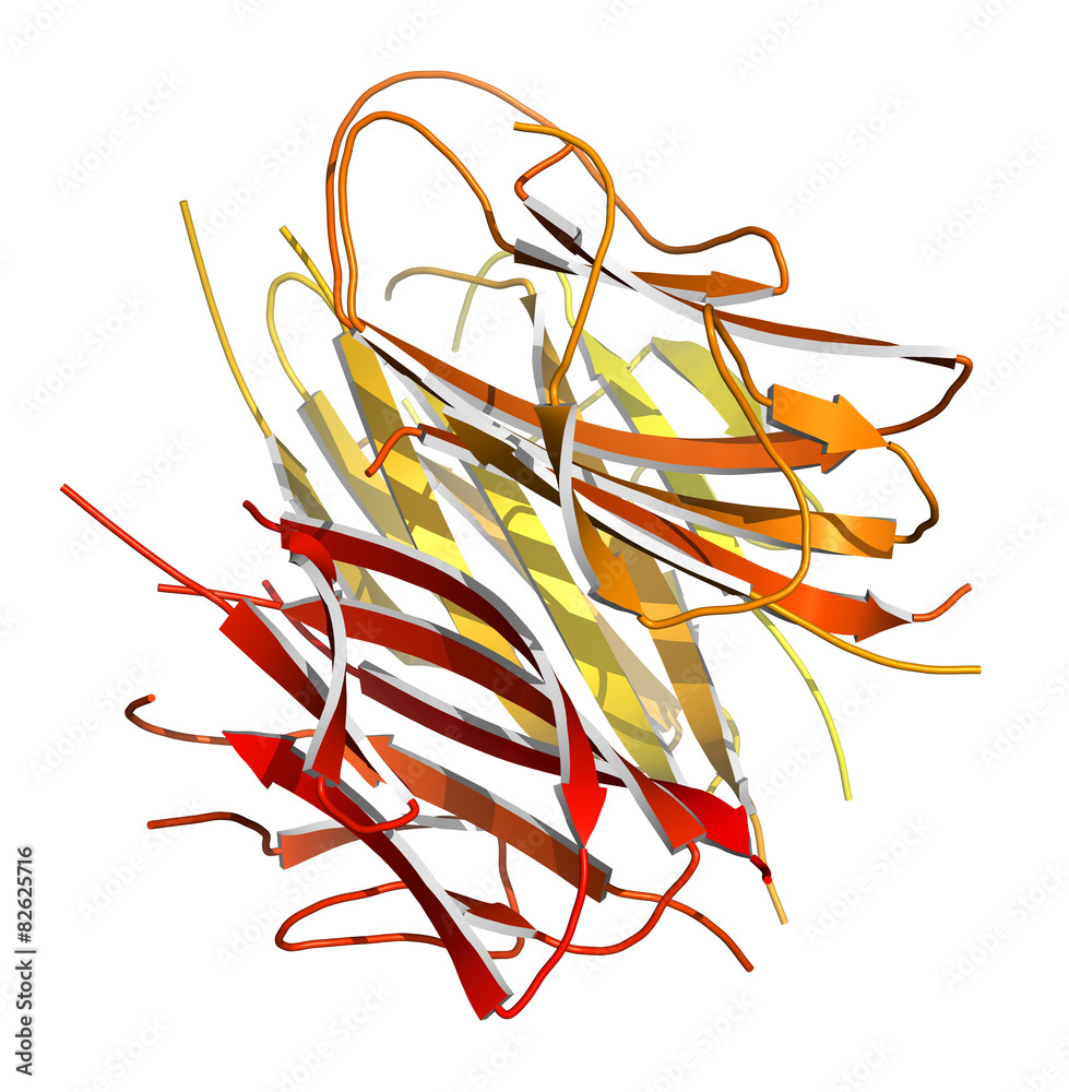 Canvas Prints adiponectin protein hormone.