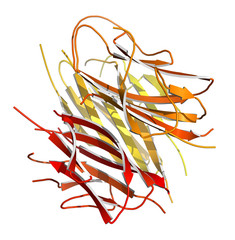 Adiponectin protein hormone. 