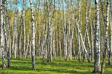 Naklejka premium birch grove in the woods