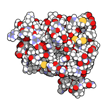 Anakinra rheumatoid arthritis drug, molecular structure. 