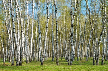 Obraz premium birch grove