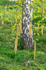 Naklejka premium catkins on the branch of a birch in the spring