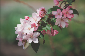 Fototapeta na wymiar Blooming wild apple tree in the garden