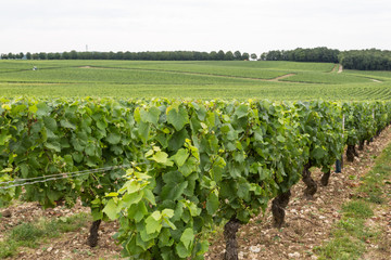 Fototapeta na wymiar Sancerre's Vineyards