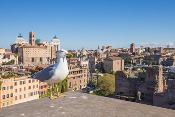 Fototapeta na wymiar Seagull with Rome skyline in background