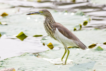 Chinese Pond Heron