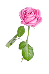 beautiful single pink rose on a white background. vertical posit
