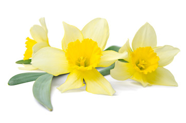 beautiful daffodils lying on white background