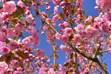 Цвет сакуры