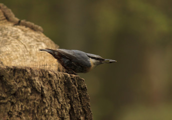 close up of nuthatch with seed on stump of tree