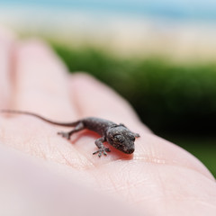 Lizard on hand