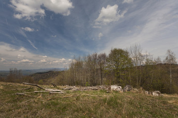 Fototapeta premium deforestation