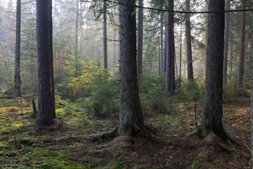 Sunbeam entering rich coniferous forest
