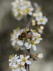Pszczoła zbiera nektar z kwiatu tarniny