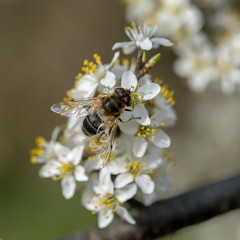Pszczoła zbiera nektar z kwiatu tarniny