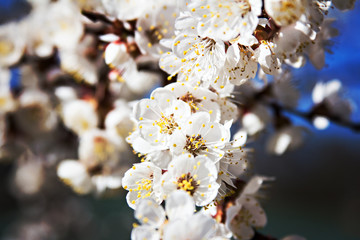 apricot blossoms on a branch in the sunshine 
