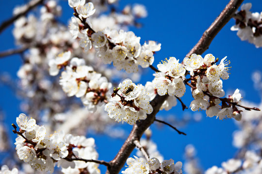 apricot blossoms on a branch in the sunshine 