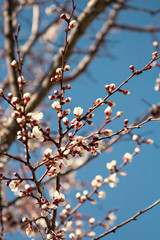 apricot blossoms on a branch in the sunshine 
