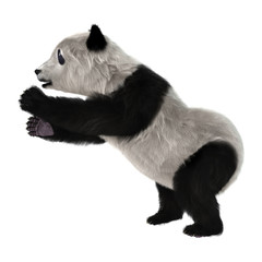 Panda Bear Cub