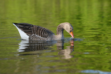 Greylag Goose, Anser anser