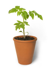 Tomato Seedling Plant in pot On White