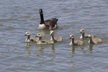 Goose and Gosslings