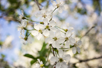 Cherry blossoms on a branch in a garden in the sunshine